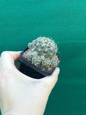 Gymnocalycium bruchii