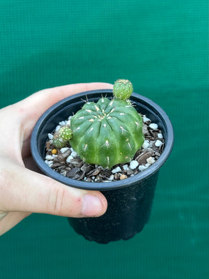 Matucana polzii