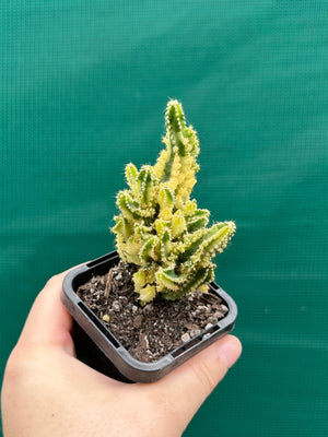 Cereus tetragonus 'Fairy Castle' variegata