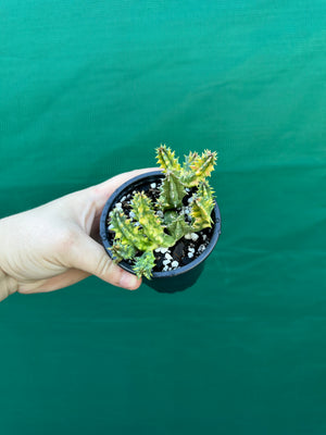 Huernia Zebrina variegated