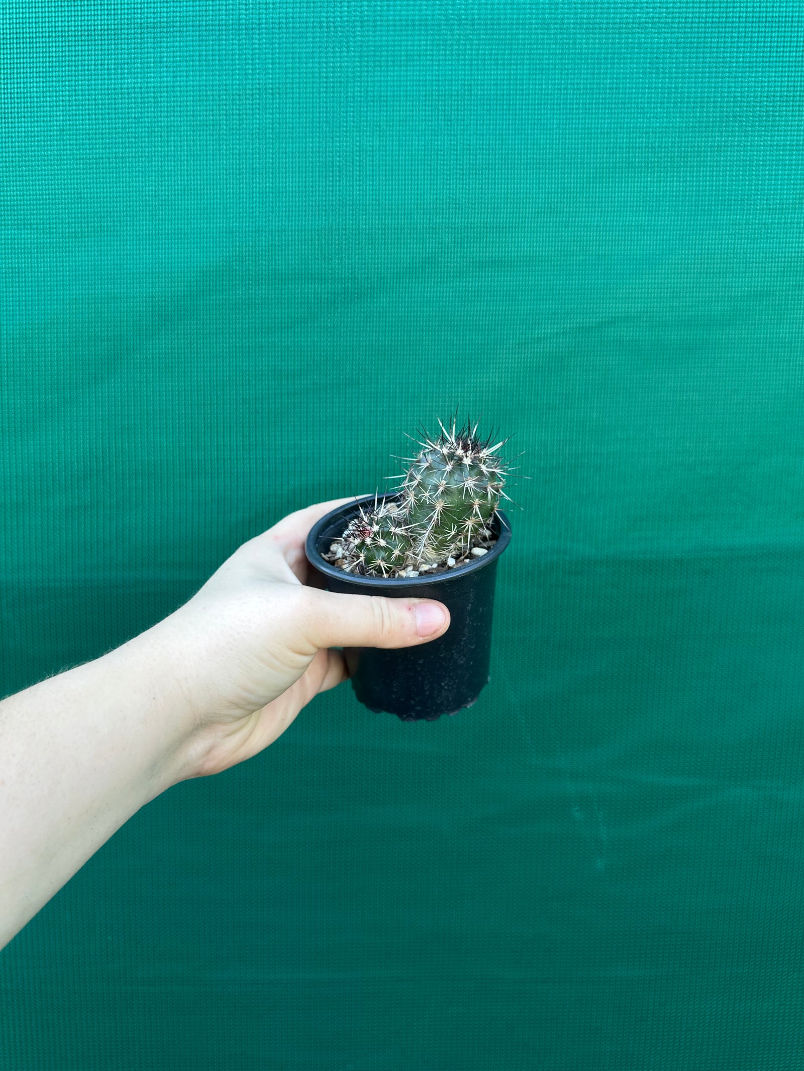 Echinocereus russanthus x davisii