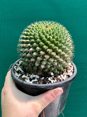 Mammilaria marksiana
