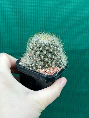 Rebutia aureiflora