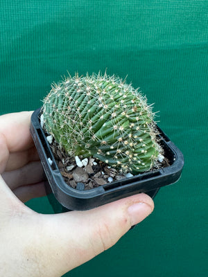 Echinopsis hybrid crest