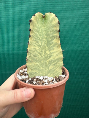Euphorbia ammak variegata