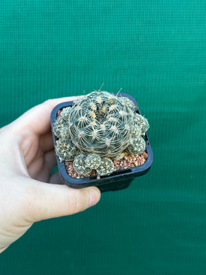 Gymnocalycium bruchii