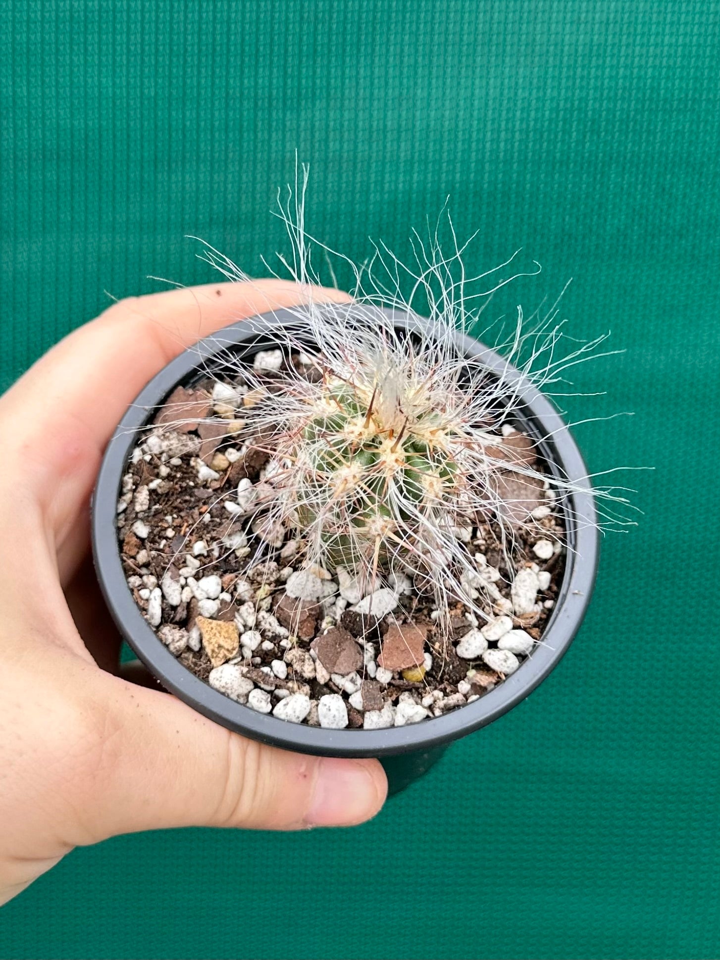 Oreocereus celsianus
