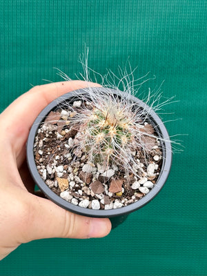 Oreocereus celsianus