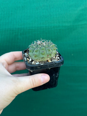Gymnocalycium pseudoragonesii