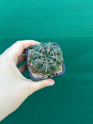 Gymnocalycium guerkeanum