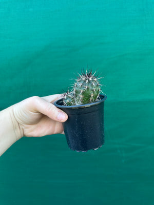 Echinocereus russanthus x davisii