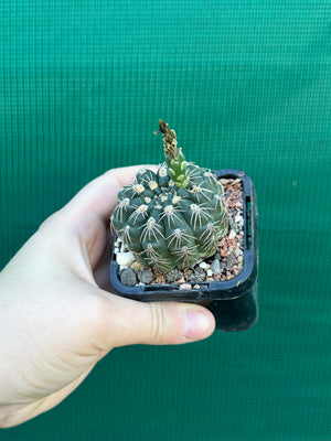 Gymnocalycium metrelireum