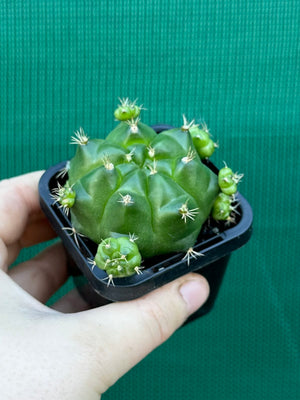 Gymnocalycium anisitsii ssp. multiproliferum
