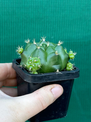 Gymnocalycium anisitsii ssp. multiproliferum