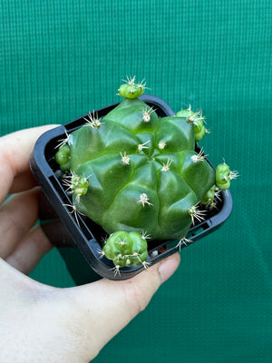 Gymnocalycium anisitsii ssp. multiproliferum