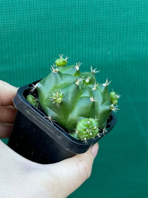 Gymnocalycium anisitsii ssp. multiproliferum