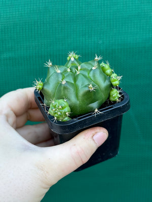 Gymnocalycium anisitsii ssp. multiproliferum