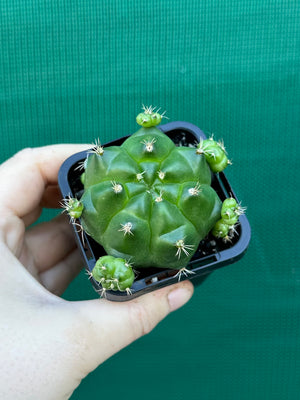 Gymnocalycium anisitsii ssp. multiproliferum