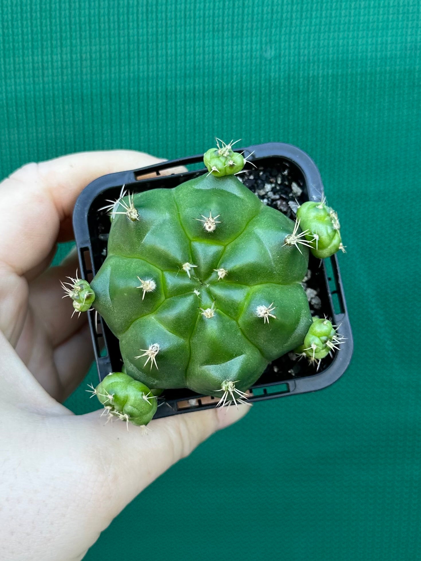 Gymnocalycium anisitsii ssp. multiproliferum