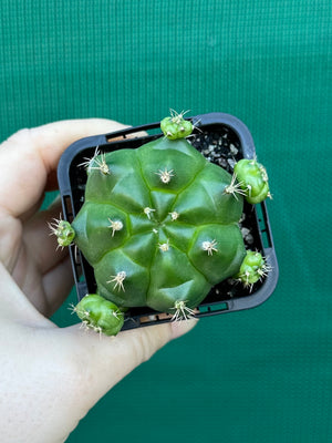 Gymnocalycium anisitsii ssp. multiproliferum