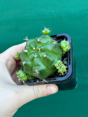 Gymnocalycium anisitsii ssp. multiproliferum
