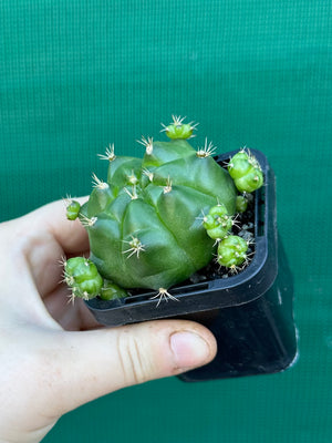 Gymnocalycium anisitsii ssp. multiproliferum