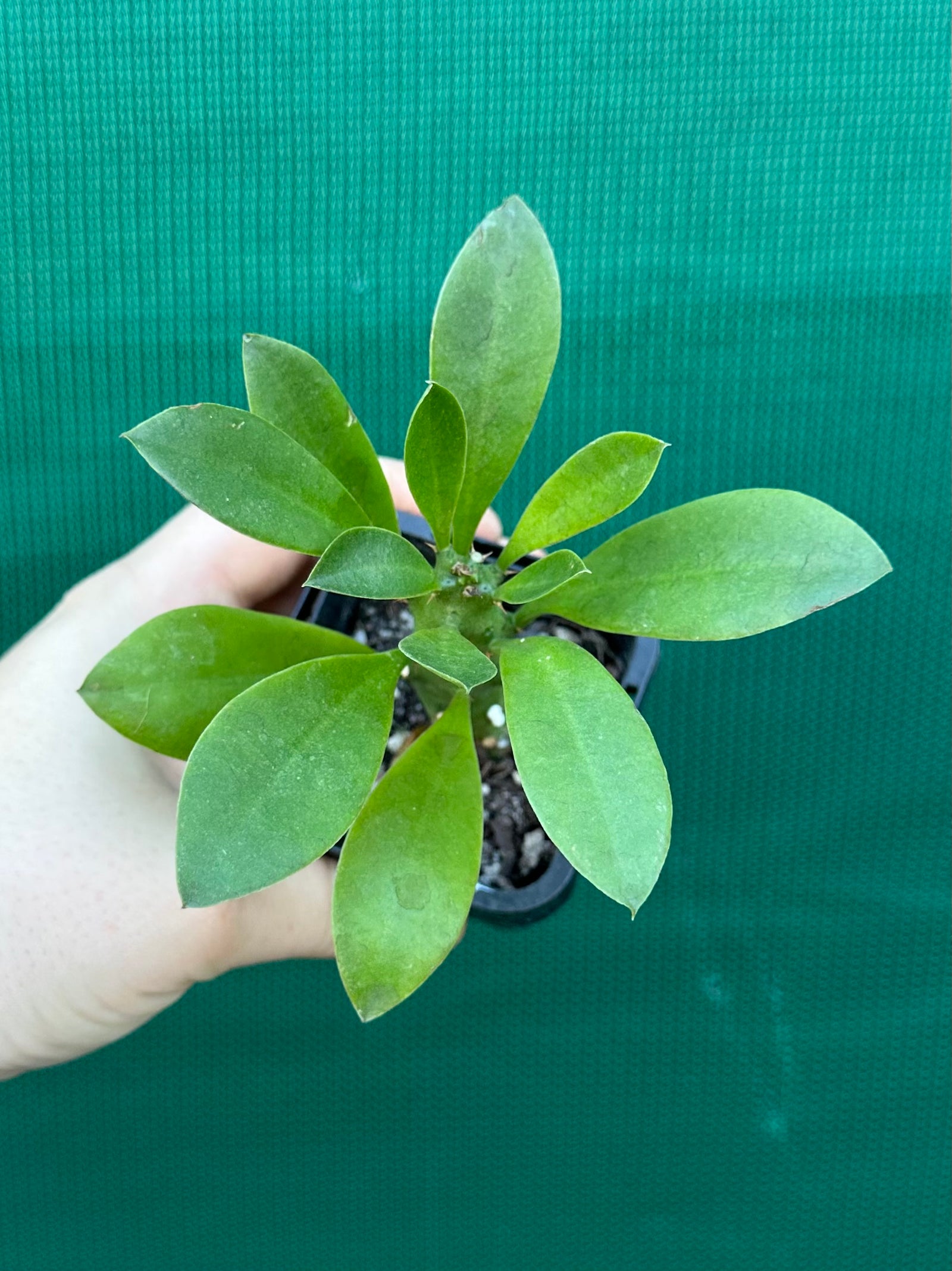 Monadenium stapelioides