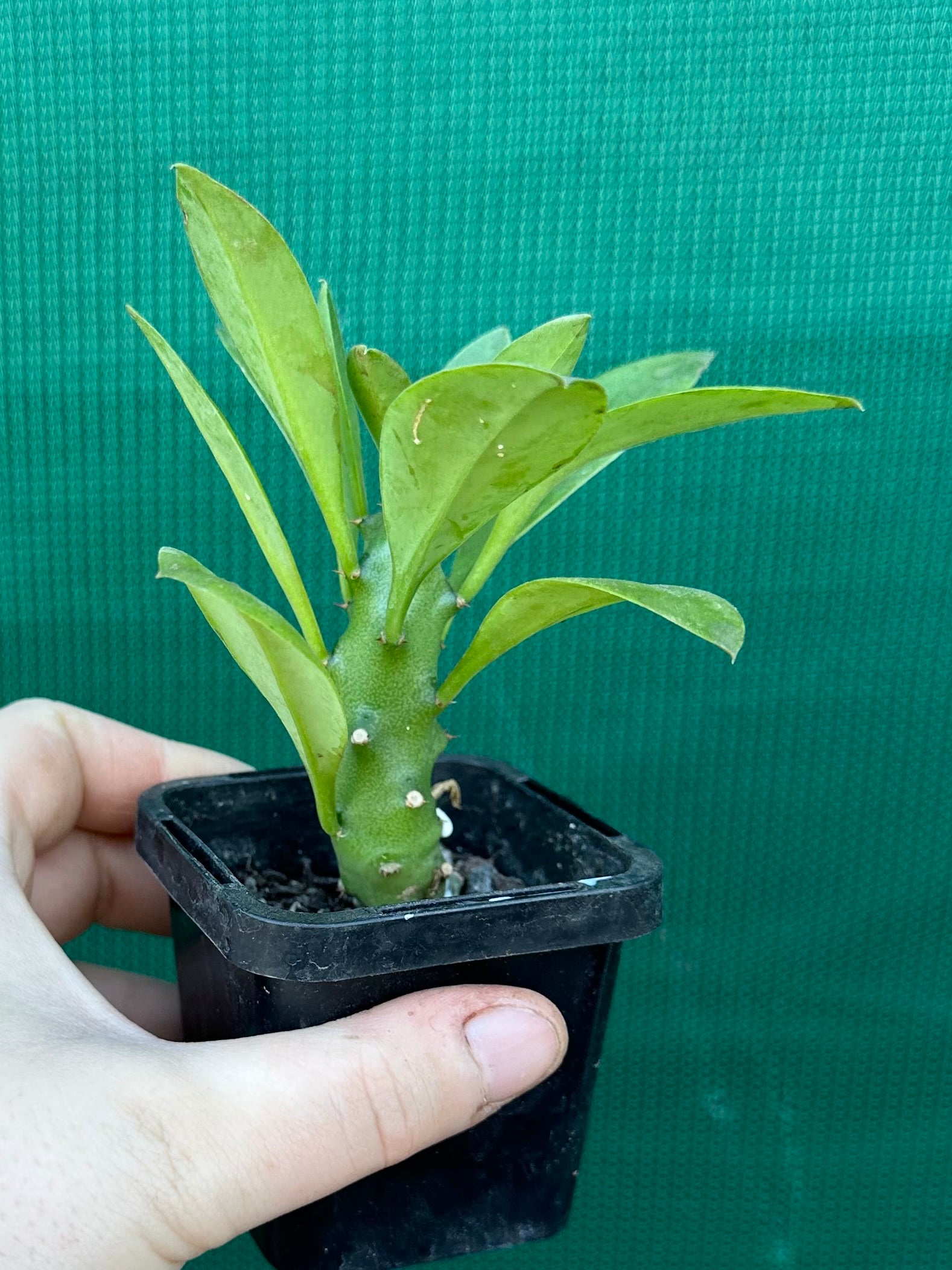Monadenium stapelioides