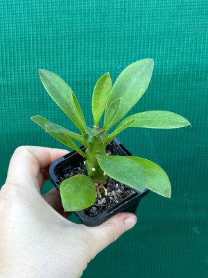 Monadenium stapelioides