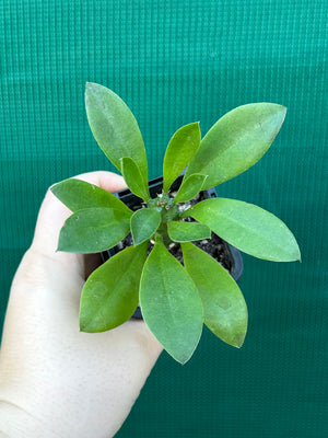 Monadenium stapelioides