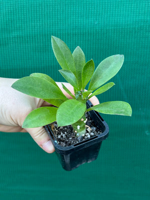 Monadenium stapelioides