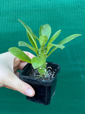 Monadenium stapelioides