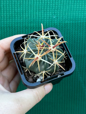 Ferocactus latispinus