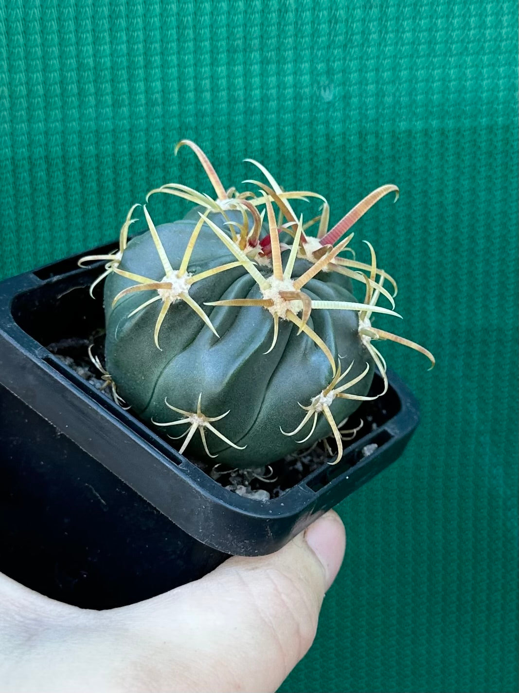 Ferocactus latispinus