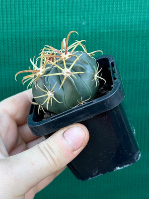 Ferocactus latispinus