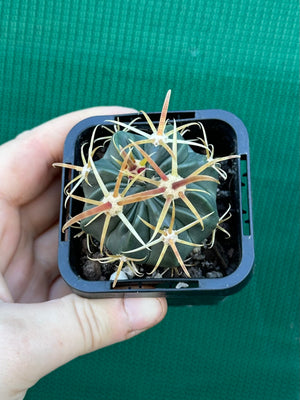 Ferocactus latispinus