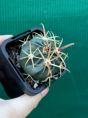 Ferocactus latispinus