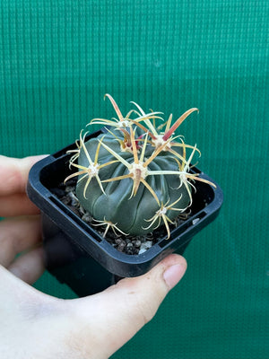 Ferocactus latispinus