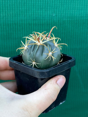 Ferocactus latispinus
