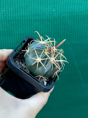 Ferocactus latispinus