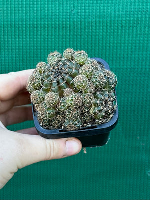 Lobivia arachnacantha