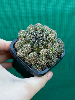 Lobivia arachnacantha