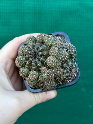 Lobivia arachnacantha