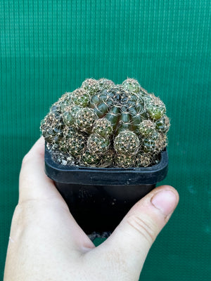 Lobivia arachnacantha