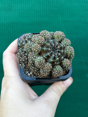 Lobivia arachnacantha