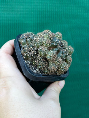 Lobivia arachnacantha