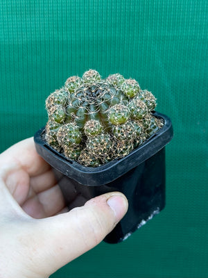 Lobivia arachnacantha