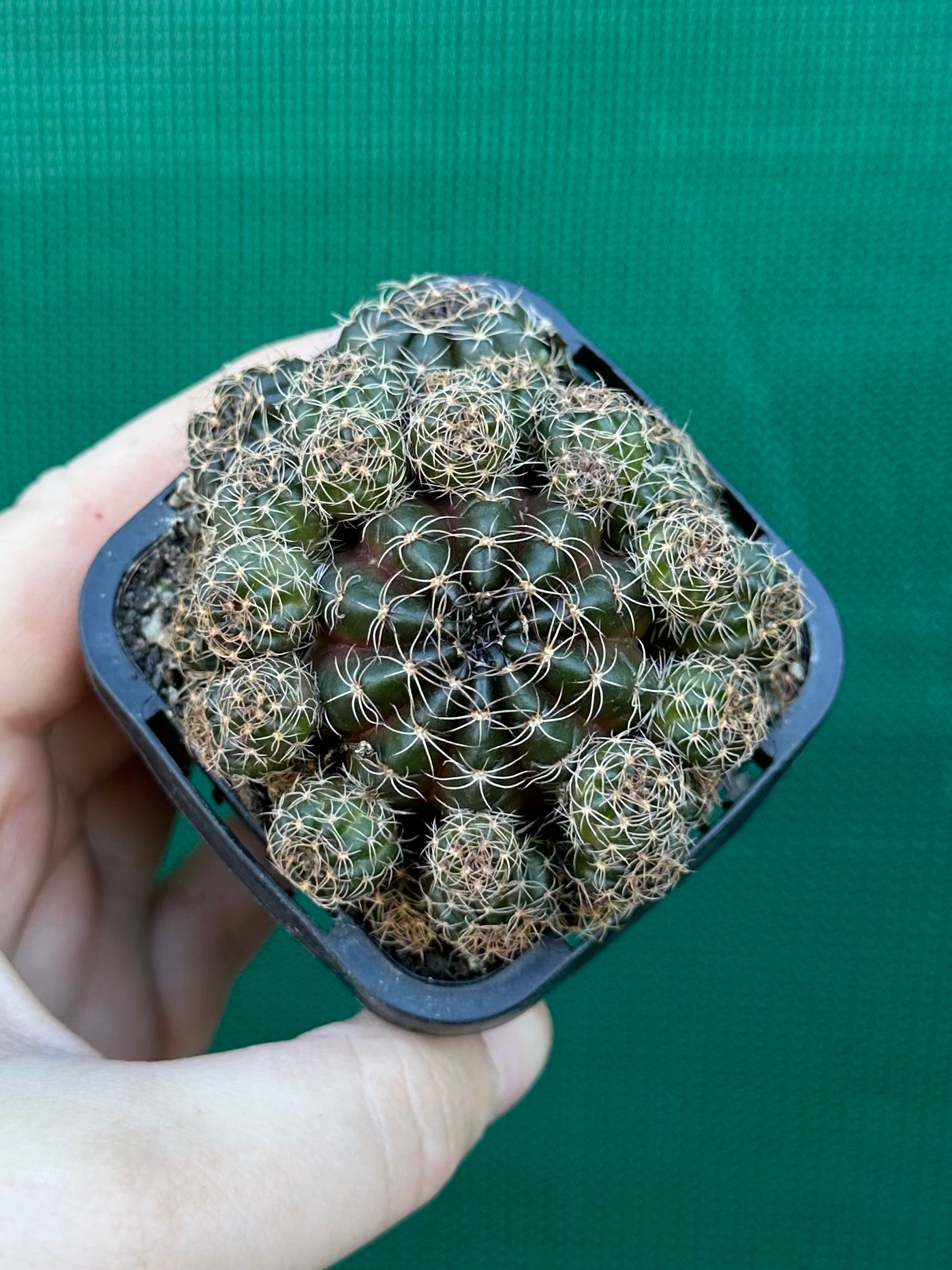 Lobivia arachnacantha