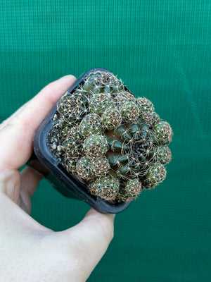 Lobivia arachnacantha