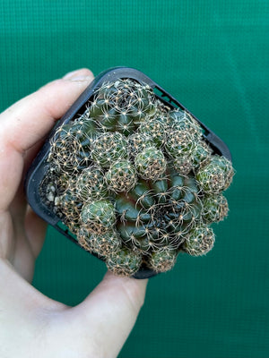 Lobivia arachnacantha
